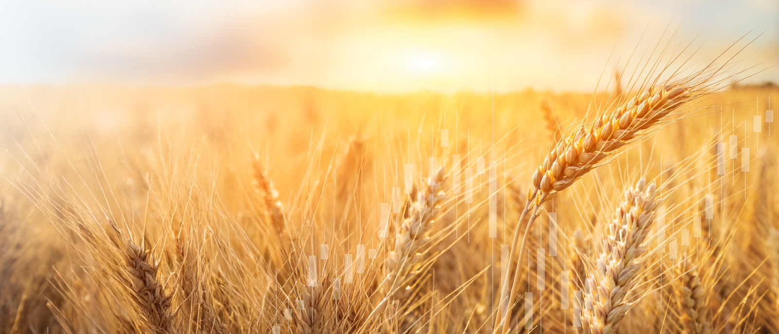 Hedging Diesel Price Risk- Low-Sulphur Gasoil (LSGO) Hedging Report